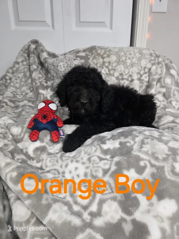 Orange collar Dougie  – Old English Sheepdog, Poodle - Standard  puppy for sale in Dexter, MO