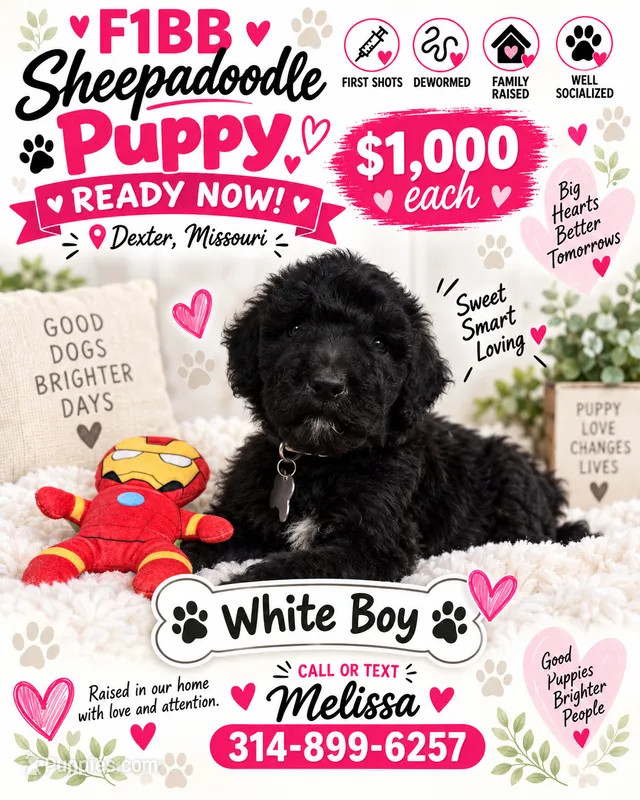 White  Boy Toby  – Old English Sheepdog, Poodle - Standard  puppy for sale in Dexter, MO