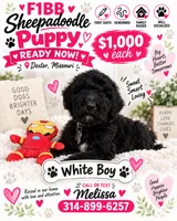 White  Boy Toby , a male Old English Sheepdog and Poodle - Standard  for sale in Dexter, MO – 1 of 1