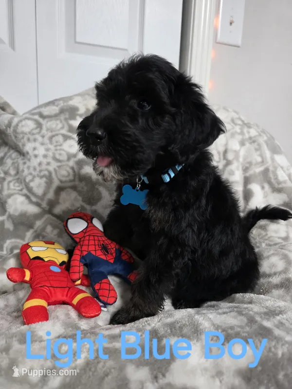 Light Blue Scooby Doo – Old English Sheepdog, Poodle - Standard  puppy for sale in Dexter, MO