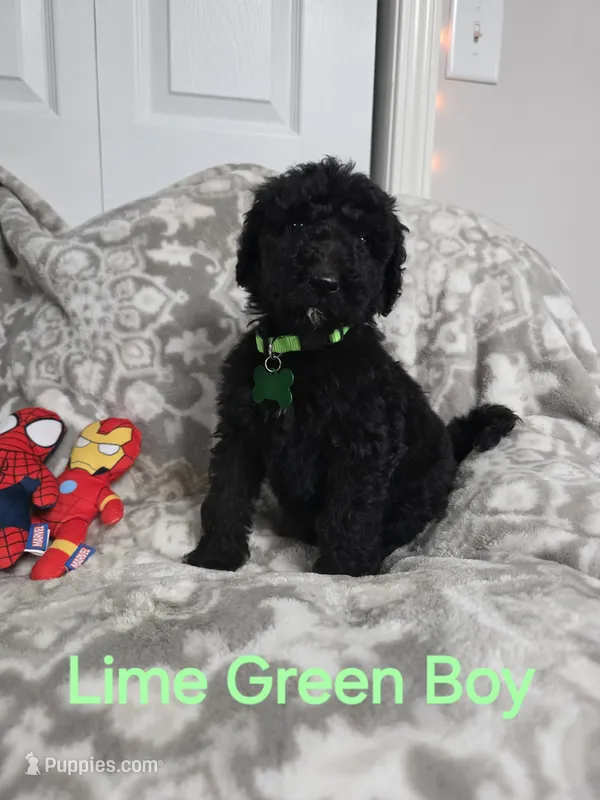 Lime green Mikey – Old English Sheepdog, Poodle - Standard  puppy for sale in Dexter, MO