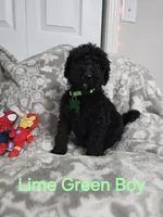 Lime green Mikey, a male Old English Sheepdog and Poodle - Standard  for sale in Dexter, MO – 1 of 1