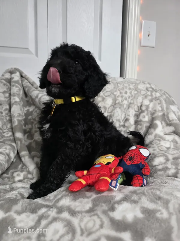 Yellow collar Coby  – Old English Sheepdog, Poodle - Standard  puppy for sale in Dexter, MO
