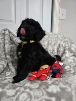 Yellow collar Coby , a male Old English Sheepdog and Poodle - Standard  for sale in Dexter, MO – 1 of 1