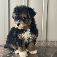 Ranger, a male Havapoo for sale in Butler, OH – Photo 2 of 4