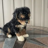 Ranger, a male Havapoo for sale in Butler, OH – Photo 3 of 4