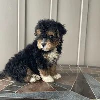 Ranger, a male Havapoo for sale in Butler, OH – Photo 4 of 4