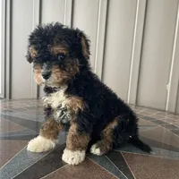 Ranger, a male Havapoo for sale in Butler, OH – Photo 1 of 4