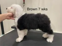 Brown Male- loves toys!, a male Old English Sheepdog for sale in Tulsa, OK – Photo 3 of 7