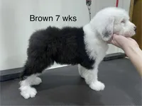 Brown Male- loves toys!, a male Old English Sheepdog for sale in Tulsa, OK – Photo 4 of 7