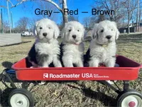 Brown Male- loves toys!, a male Old English Sheepdog for sale in Tulsa, OK – Photo 6 of 7