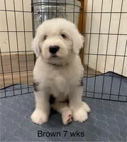 Brown Male- loves toys!, a male Old English Sheepdog for sale in Tulsa, OK – Photo 1 of 7