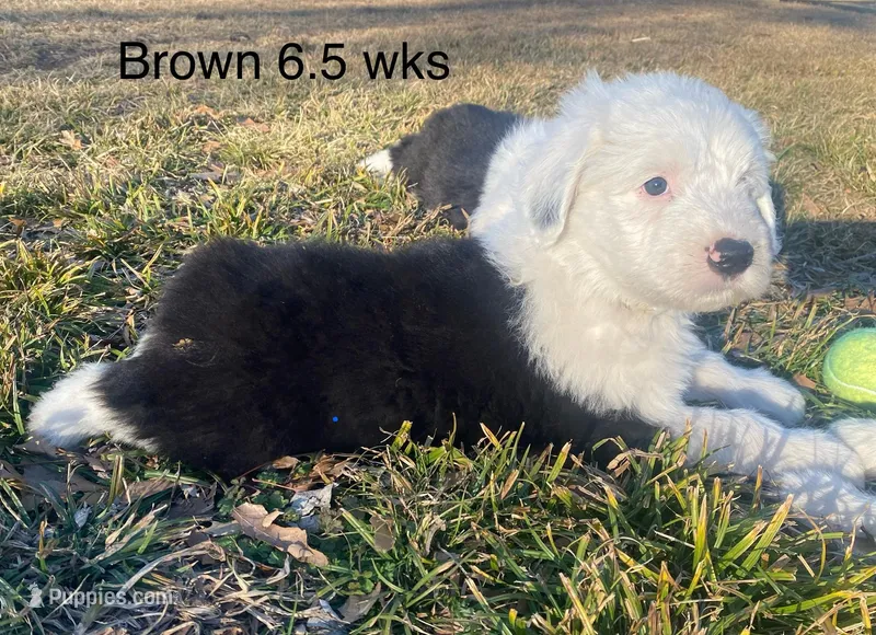 Brown Male- docile - Blue Eye