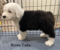 Brown Male- loves toys!, a male Old English Sheepdog for sale in Tulsa, OK – Photo 5 of 7