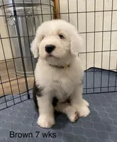 Brown Male- loves toys!, a male Old English Sheepdog for sale in Tulsa, OK – Photo 2 of 7