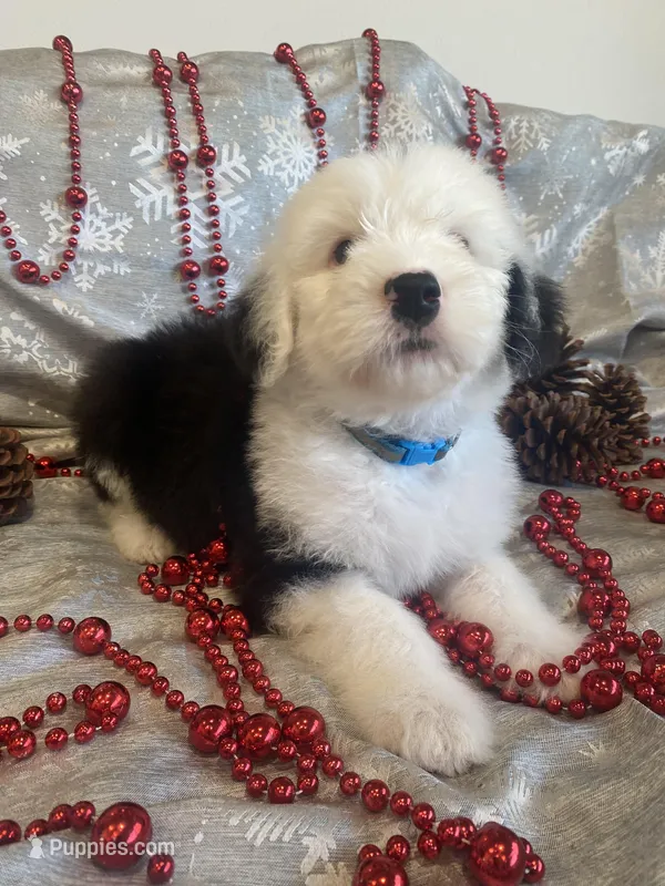 Playful & Fun w/ Health Guarantee