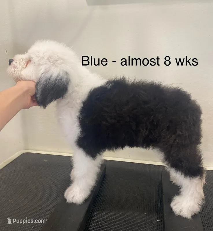 Playful & Fun w/ Health Guarantee