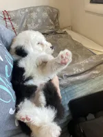 processed/4534d152-f132-4338-903a-4d71b9d8a862/listing/163918c5-ada9-4c99-bb87-a8b225266824/344e9323-7b3d-439c-b849-48ecf91d13d0