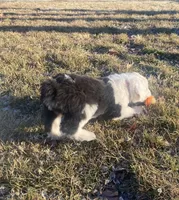 processed/4534d152-f132-4338-903a-4d71b9d8a862/listing/542e379b-918a-41fe-98ec-519335ec0fc5/2c963d30-268a-458b-b5c9-39573187ffd0