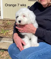 Orange Male- Sweet Darling, a male Old English Sheepdog for sale in Tulsa, OK – Photo 1 of 9
