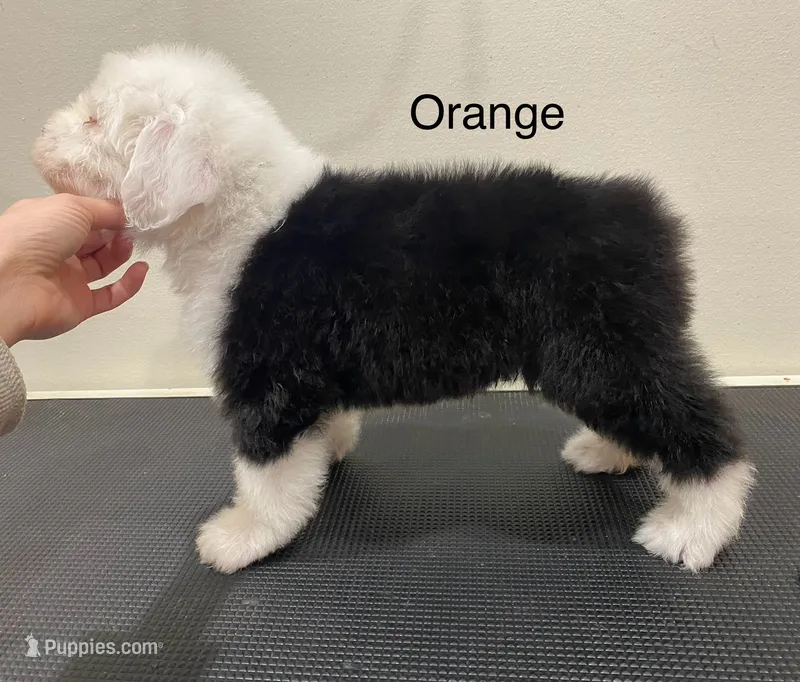 Orange Male- blue eye