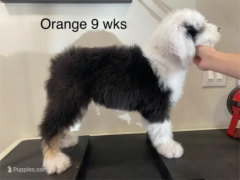 Orange Male- Sweet Darling
