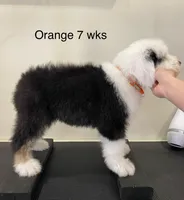 Orange Male- Sweet Darling, a male Old English Sheepdog for sale in Tulsa, OK – Photo 3 of 9