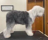 Orange Male- Sweet Darling, a male Old English Sheepdog for sale in Tulsa, OK – Photo 9 of 9