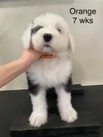 Orange Male- Sweet Darling, a male Old English Sheepdog for sale in Tulsa, OK – Photo 5 of 9