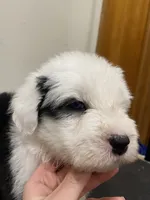 processed/4534d152-f132-4338-903a-4d71b9d8a862/listing/7626665a-de2d-460c-9a50-aee7b399b2d5/bba4e795-f118-497a-b702-be027aa34e07