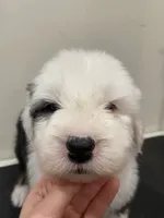 processed/4534d152-f132-4338-903a-4d71b9d8a862/listing/7626665a-de2d-460c-9a50-aee7b399b2d5/f10373f7-0334-40df-a1b6-0ee36ca61d83