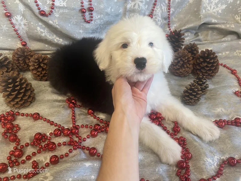 Red Male- Calm & Adventurous