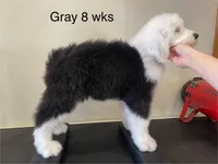 Oliver- Gray Collar, a male Old English Sheepdog for sale in Tulsa, OK – Photo 4 of 10