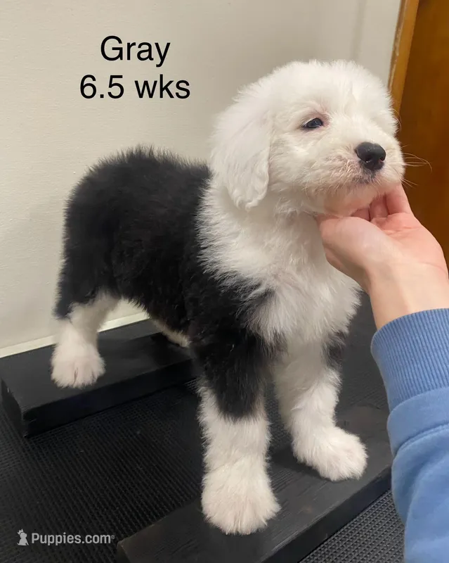 Gray Collar- Health Guarantee