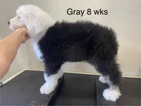 Oliver- Gray Collar, a male Old English Sheepdog for sale in Tulsa, OK – Photo 3 of 10