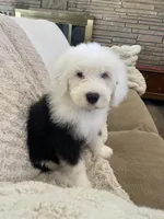 Oliver- Gray Collar, a male Old English Sheepdog for sale in Tulsa, OK – Photo 2 of 10