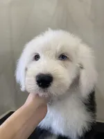 Oliver- Gray Collar, a male Old English Sheepdog for sale in Tulsa, OK – Photo 7 of 10