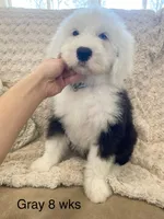 Oliver- Gray Collar, a male Old English Sheepdog for sale in Tulsa, OK – Photo 1 of 10