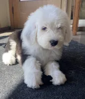 Oliver- Gray Collar, a male Old English Sheepdog for sale in Tulsa, OK – Photo 6 of 10
