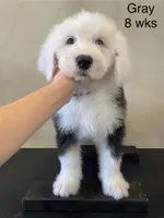 Oliver- Gray Collar, a male Old English Sheepdog for sale in Tulsa, OK – Photo 5 of 10