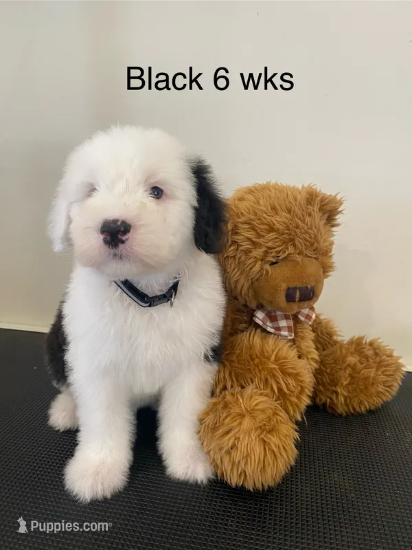 Black - Laid Back & Sweet