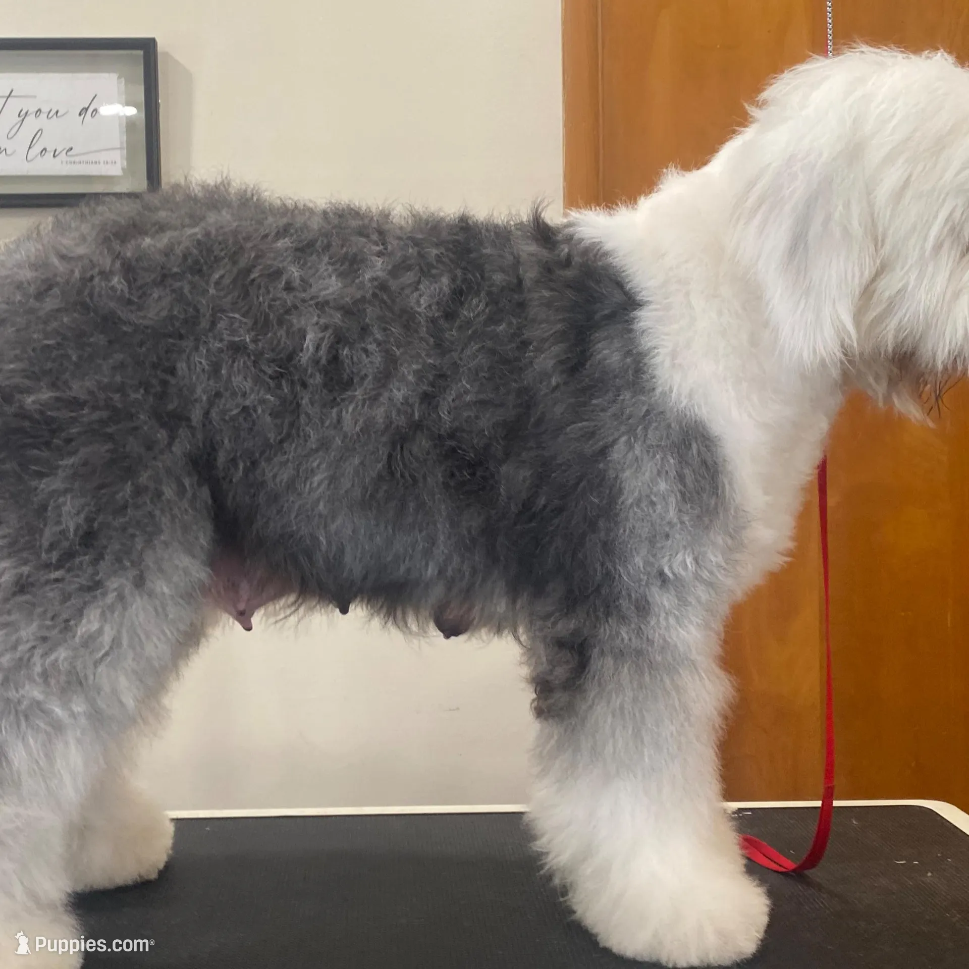 Snoopy- Black , a male Old English Sheepdog for sale in Tulsa, OK – Photo 8 of 10