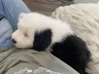 Snoopy- Black , a male Old English Sheepdog for sale in Tulsa, OK – Photo 3 of 10