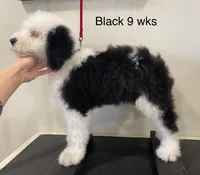 Cuddly Snoopy- Black , a male Old English Sheepdog for sale in Tulsa, OK – Photo 1 of 10
