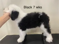 Snoopy- Black , a male Old English Sheepdog for sale in Tulsa, OK – Photo 5 of 10