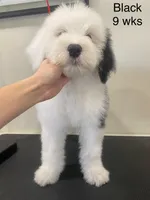 Cuddly Snoopy- Black , a male Old English Sheepdog for sale in Tulsa, OK – Photo 4 of 10