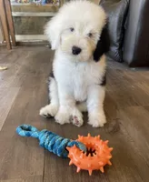 Cuddly Snoopy- Black , a male Old English Sheepdog for sale in Tulsa, OK – Photo 5 of 10