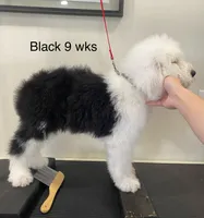 Cuddly Snoopy- Black , a male Old English Sheepdog for sale in Tulsa, OK – Photo 2 of 10