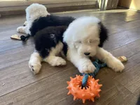 Cuddly Snoopy- Black , a male Old English Sheepdog for sale in Tulsa, OK – Photo 6 of 10