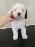 processed/4534d152-f132-4338-903a-4d71b9d8a862/listing/b70f574d-22ef-4f49-9aff-7bed6b142a0a/d2e3caa3-4b99-4868-882a-f4ca049dd850